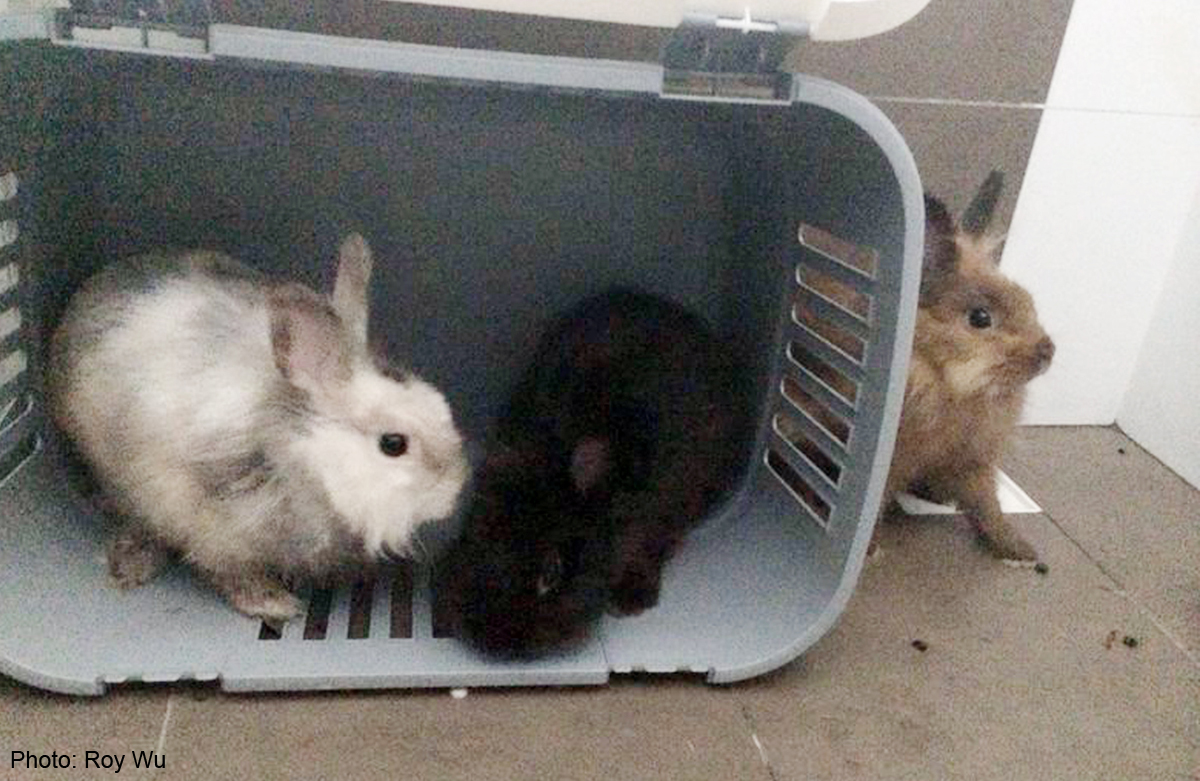 6 expensivebreed rabbits found near Bishan Park, Singapore News AsiaOne